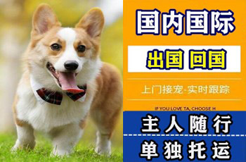 九龙宠物托运公司九龙宠物托运公司九龙宠物托运公司