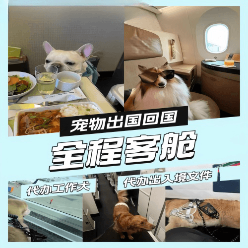 九龙宠物托运到白俄罗斯宠物入境规定和要求